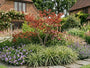 combinatie met zegge carex ice dance, geraniums, zonnehoed 'echinacea' en duizendblad 'achillea'