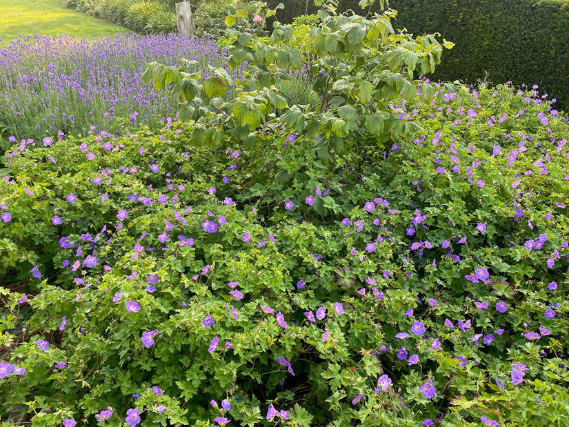 combinatie geranium rozanne met toverhazelaar arnold promise struik en daarachter lavendel