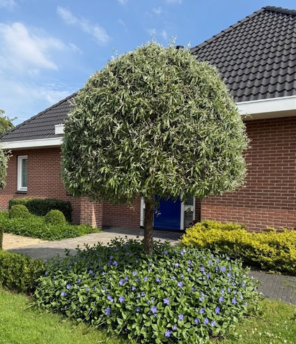 volgroeide treursierpeer op stam met vinca major onderbeplanting