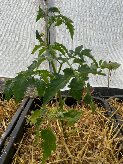 Trostomaat - Solanum lycopersicum