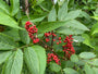 Trosvlier - Sambucus Racemosa