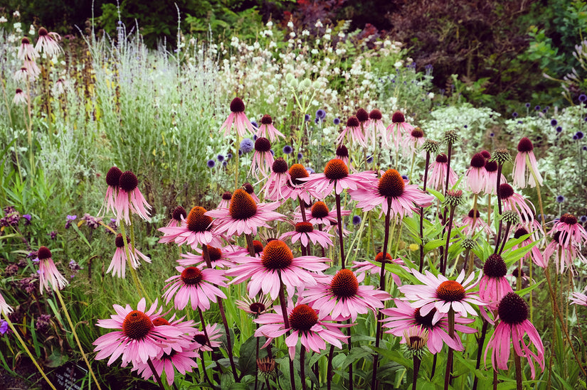 Rode Zonnehoed - Echinacea purpurea 'Leuchtstern'