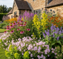 geranium dreamland met Wolfsmelk 'Euphorbia' voor wintergroen accent

Zonnehoed 'Echinacea' zet deze er achter,

Dropplant 'Agastache' en Brandkruid 'Phlomis' 

Kogeldistel 'Echinops' en Zonnekruid 'Helenium' 

Smeerwortel 'Symphytum' 