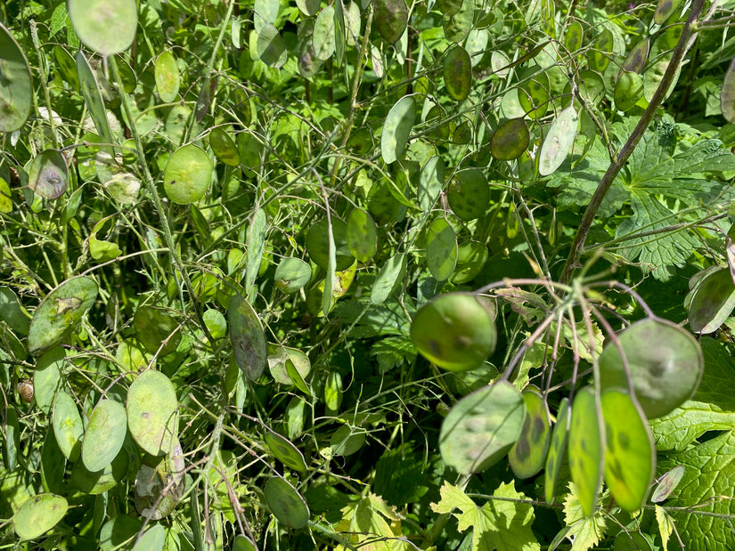 Tuinjudaspenning - Lunaria annua