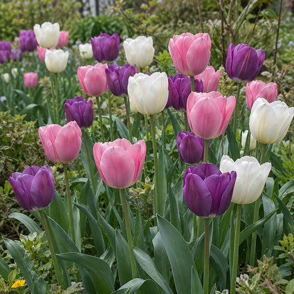 Bloembollen Mix 3 soorten Paars, Roze en Wit - 90 tulpenbollen