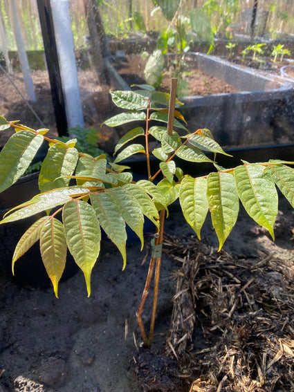 Uiensoepboom - Toona sinensis (Chinese Toonboom)