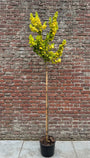 halfstam 120 cm foto zomer