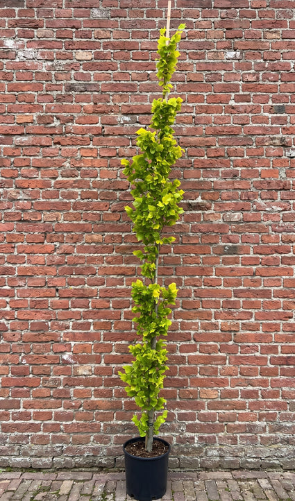 zuilvorm 250 cm