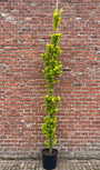 zuilvorm 250 cm