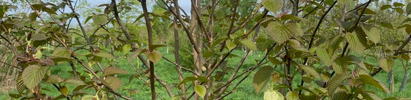 Vaantjesboom - Davidia involucrata - Zuilvormige Boom (Zakdoekenboom)
