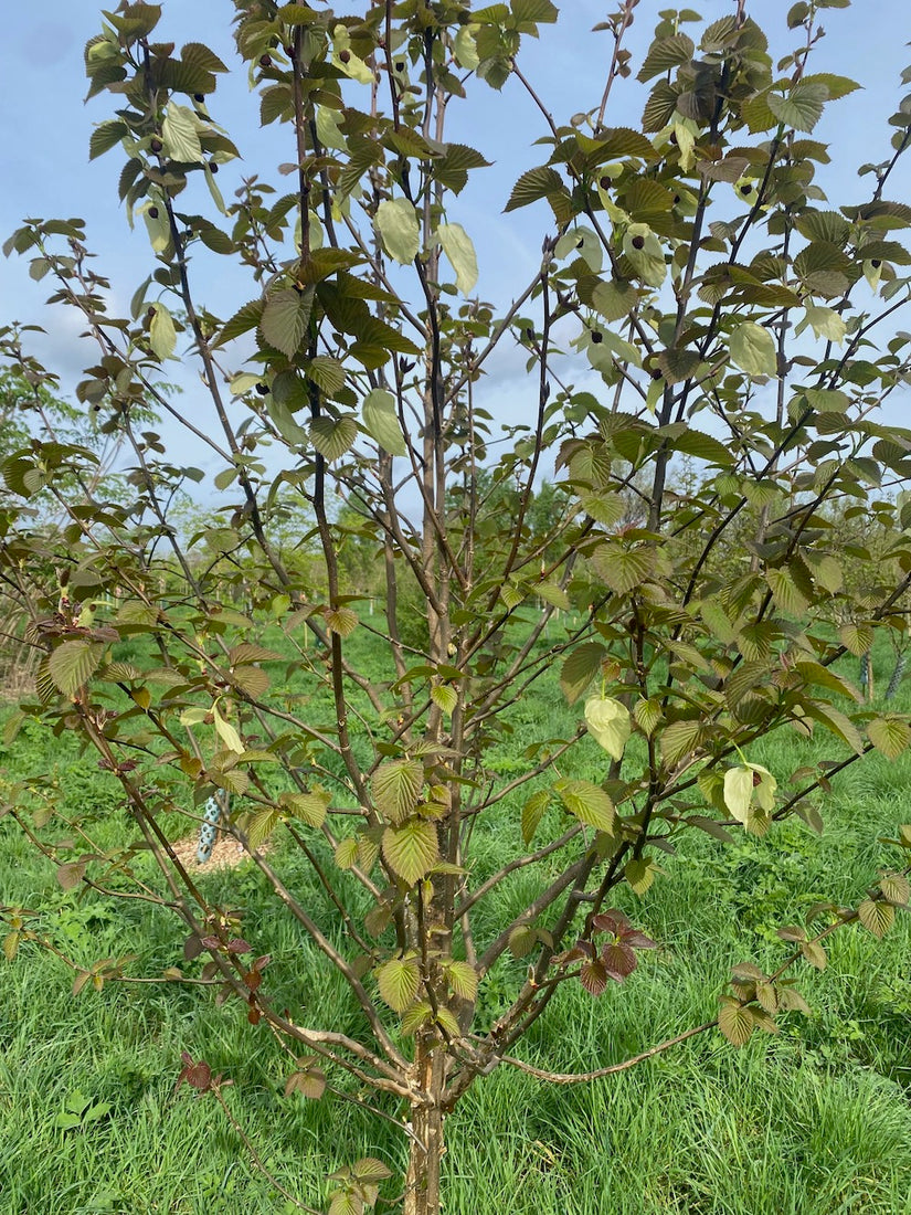 Vaantjesboom - Davidia involucrata - Zuilvormige Boom