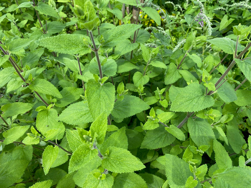 Valse Salie - Teucrium scorodonia 'Crispum'