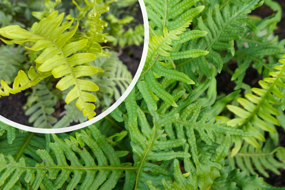 Gewone eikvaren - Polypodium vulgare (wintergroene varen)