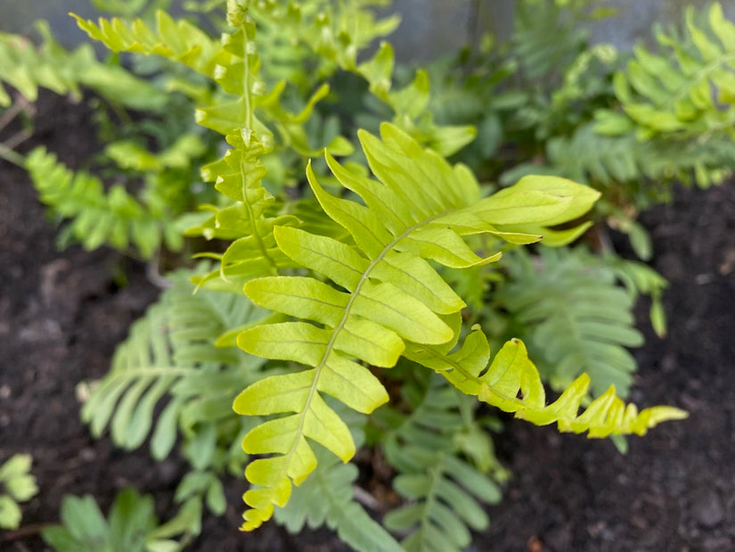 Gewone eikvaren - Polypodium vulgare