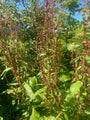 Biologisch Veldzuring - Rumex acetosa