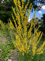 Toorts - Verbascum olympicum