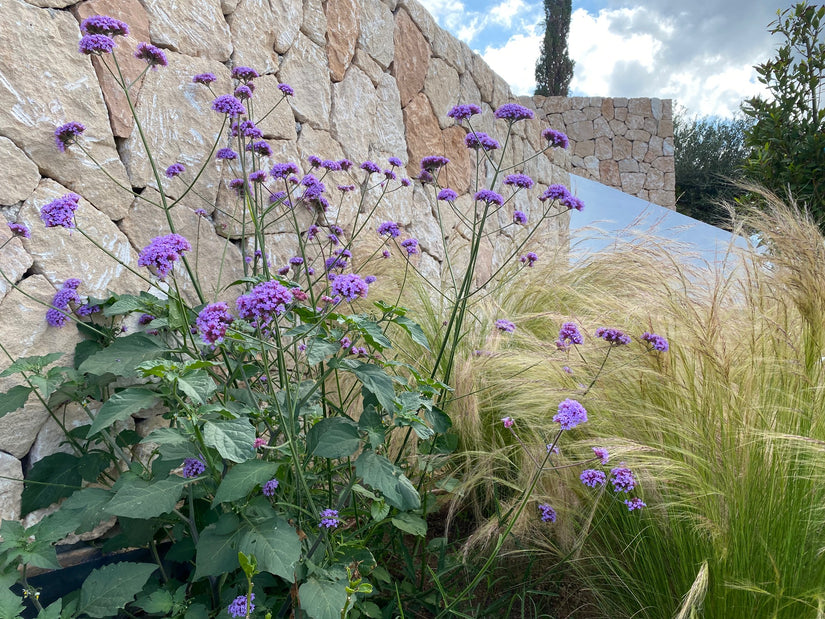 IJzerhard (Hoge soort 150 cm) - Verbena Bonariensis TIP