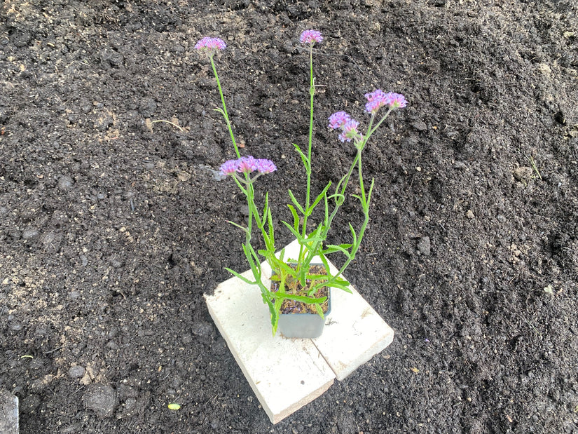 IJzerhard (Lage soort 60 cm) - Verbena bonariensis 'Lollipop'