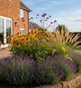 verbena bonariensis lollipop met gele zonnehoed rudbeckia er achter en siergrassen pennisetum hameln en lavendel hidcote
