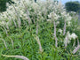 veronica lavendelstrum-met-geitenbaard planten op achtergrond