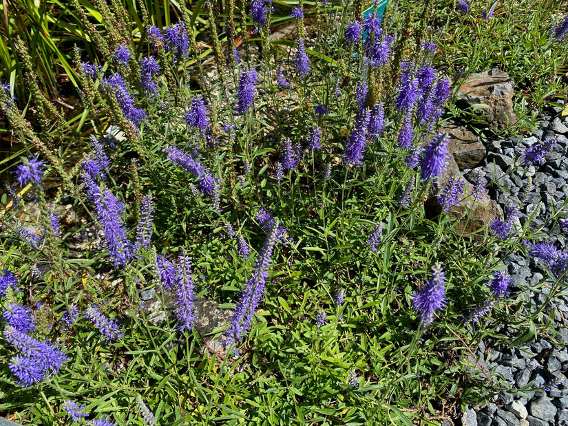 Ereprijs - Veronica spicata 'Ulster Dwarf Blue'