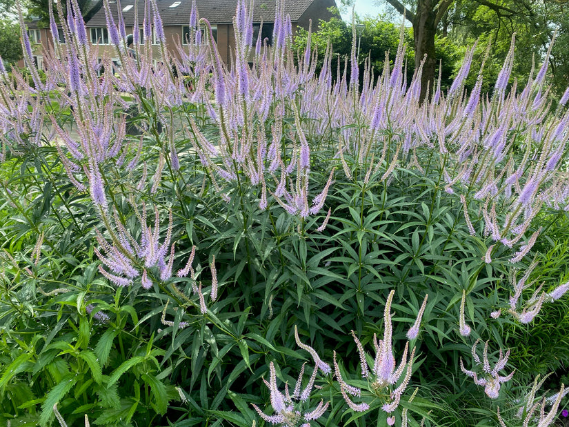 Lange ereprijs - Veronica longifolia 'Blauriesin'