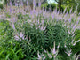 Lange ereprijs - Veronica longifolia 'Blauriesin'