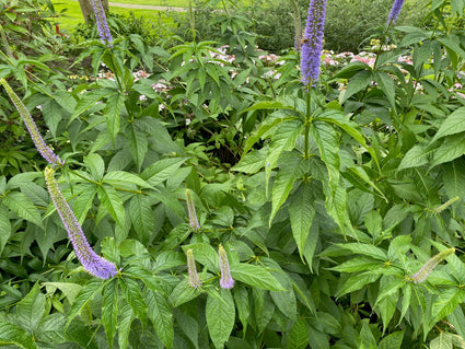 Zwarte ereprijs - Veronicastrum virginicum var. sibiricum