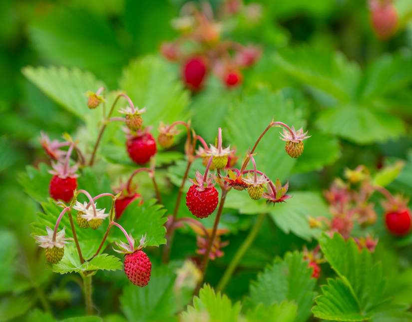 Bosaardbei - Fragaria vesca