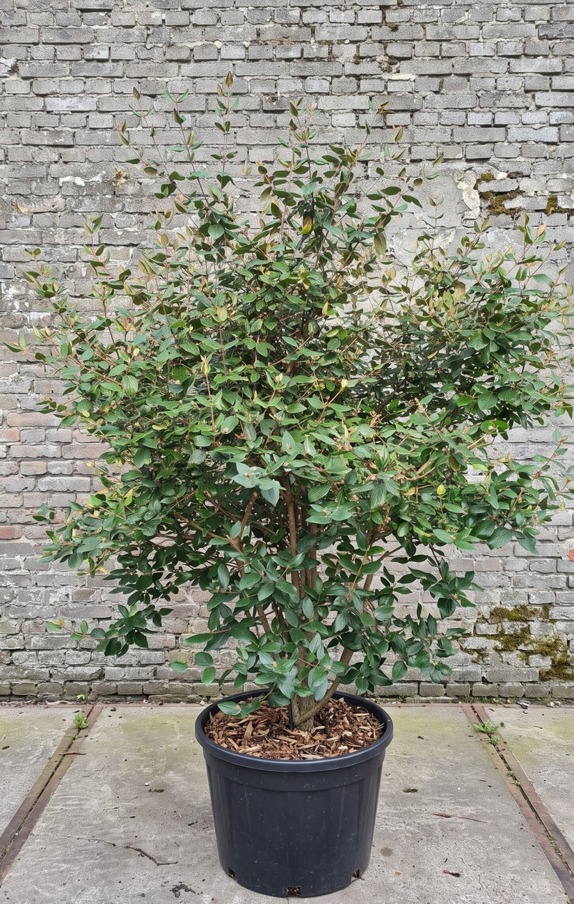 Half-wintergroene Sneeuwbal - Viburnum x Burkwoodii