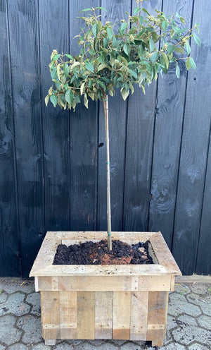 Op stam 120 cm, C10