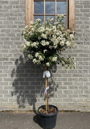 Halfstam 80 cm Topkwaliteit XL