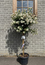 Wintergroene Sneeuwbal op stam - Viburnum tinus 'Eve Price'