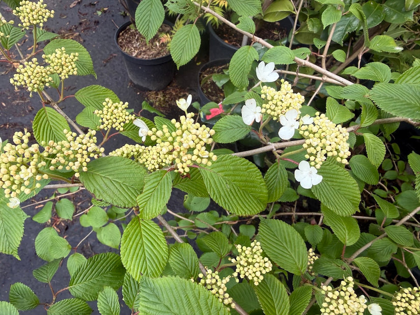Japanse Sneeuwbal - Viburnum plicatum 'Mariesii'