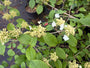 Japanse Sneeuwbal - Viburnum plicatum 'Mariesii'