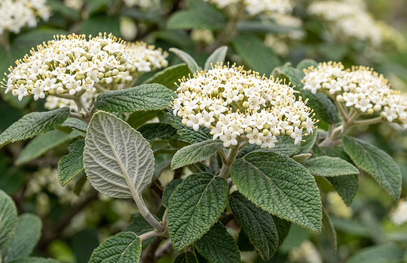 Wollige Sneeuwbal - Viburnum lantana 'Mohican'