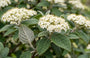Wollige Sneeuwbal - Viburnum lantana 'Mohican'