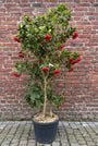 Gelderse Roos - Viburnum Opulus