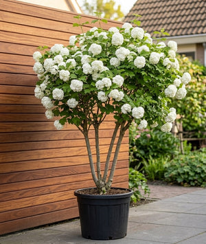Solitaire, meerstammuig C35 pot - 160-180 CM