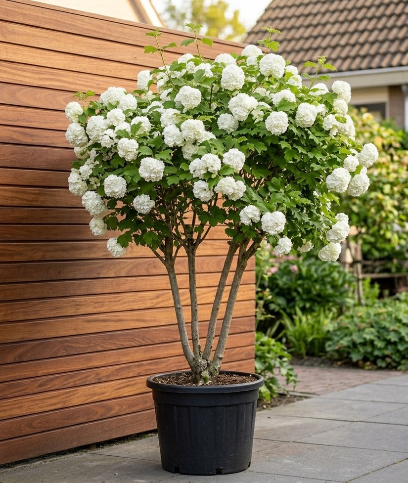 Gelderse Roos - Viburnum Opulus