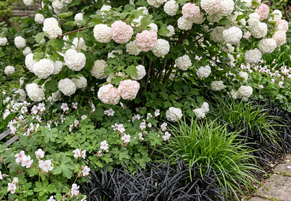 Gelderse Roos (zonder besjes) - Viburnum opulus 'Roseum'