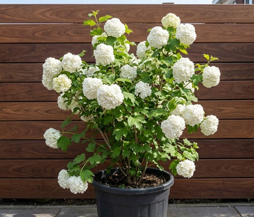 Gelderse Roos (zonder besjes) - Viburnum opulus 'Roseum'