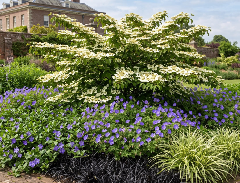 Japanse sneeuwbal - Viburnum plicatum 'Watanabe'