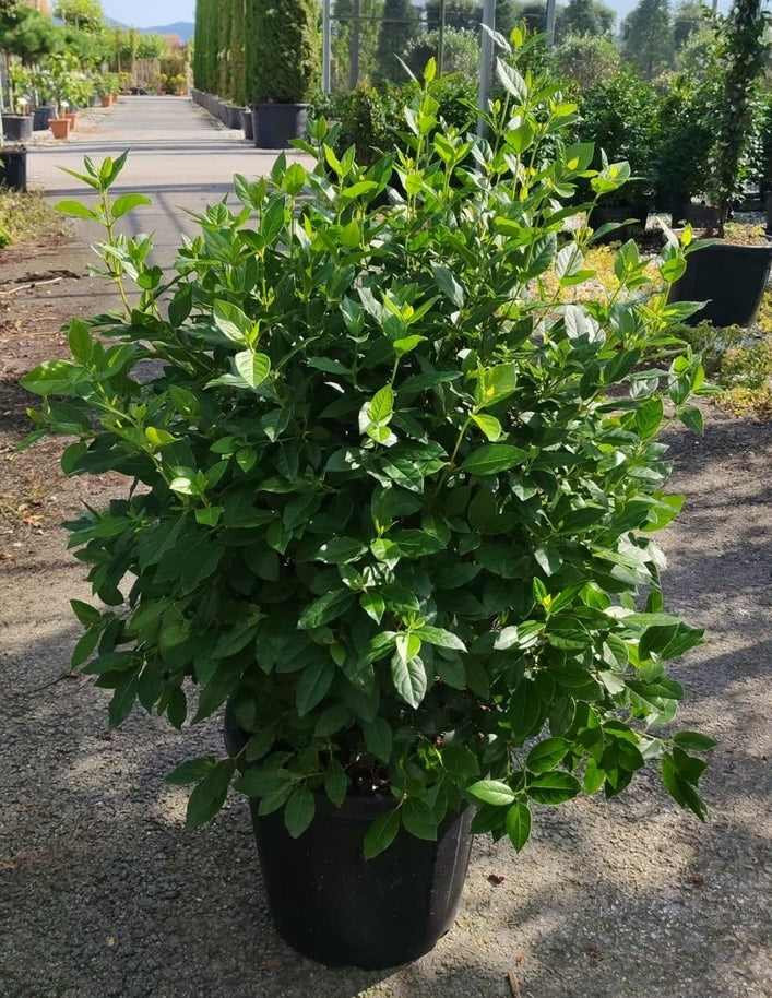 Wintergroene Sneeuwbal - Viburnum 'Tinus'
