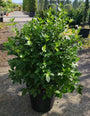 Wintergroene Sneeuwbal - Viburnum 'Tinus'