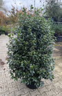 c45 pot viburnum tinus, mooie volle wintergroene struiken