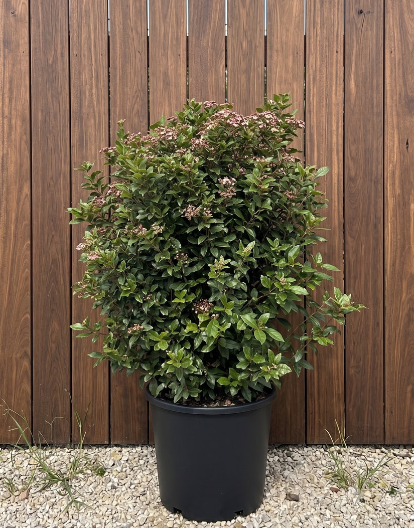 Wintergroene Sneeuwbal - Viburnum 'Tinus'