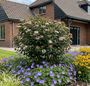 Viburnum tinus 'Eve Price' als struikvorm 1,5 meter hoog in border met daar onder Ooievaarsbek geranium rozanne, rudbeckia little star en Zegge carex ice dance