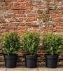 Wintergroene Sneeuwbal - Viburnum 'Tinus'