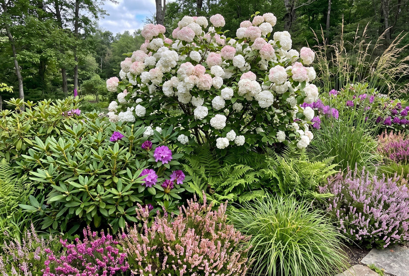 Sneeuwbal - Viburnum x Carlcephalum